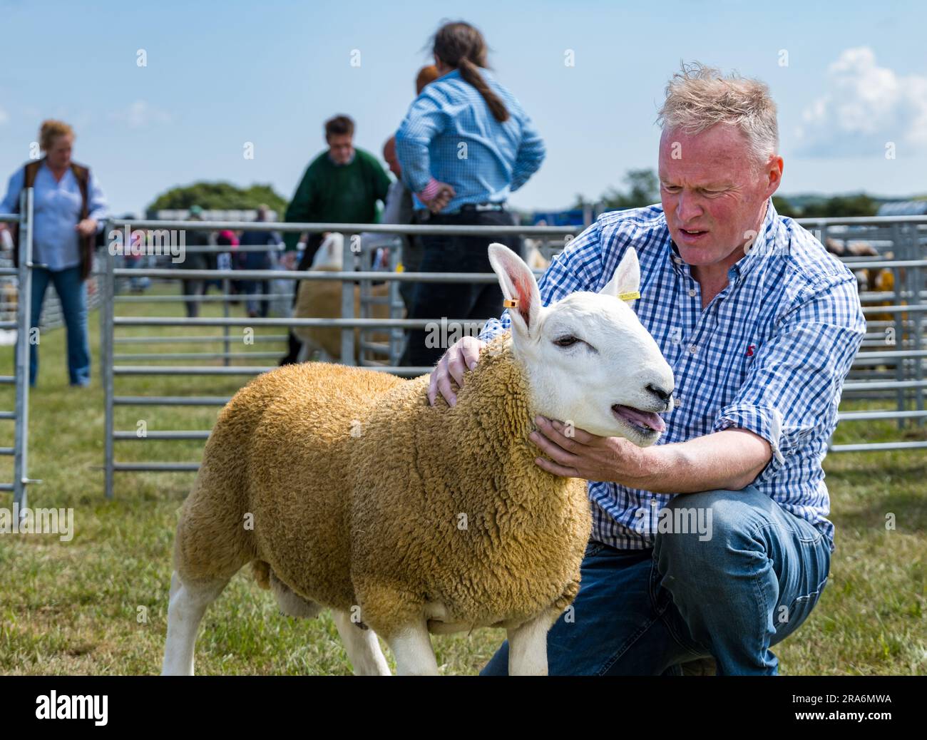 East Lothian, Scozia, Regno Unito, 1 luglio 2023. Haddington Agricultural Show: L'evento si svolge dal 1804. I partecipanti hanno trascorso una giornata di sole. Nella foto: Una delle pecore che giudica il turno. Crediti: Sally Anderson/Alamy Live News Foto Stock