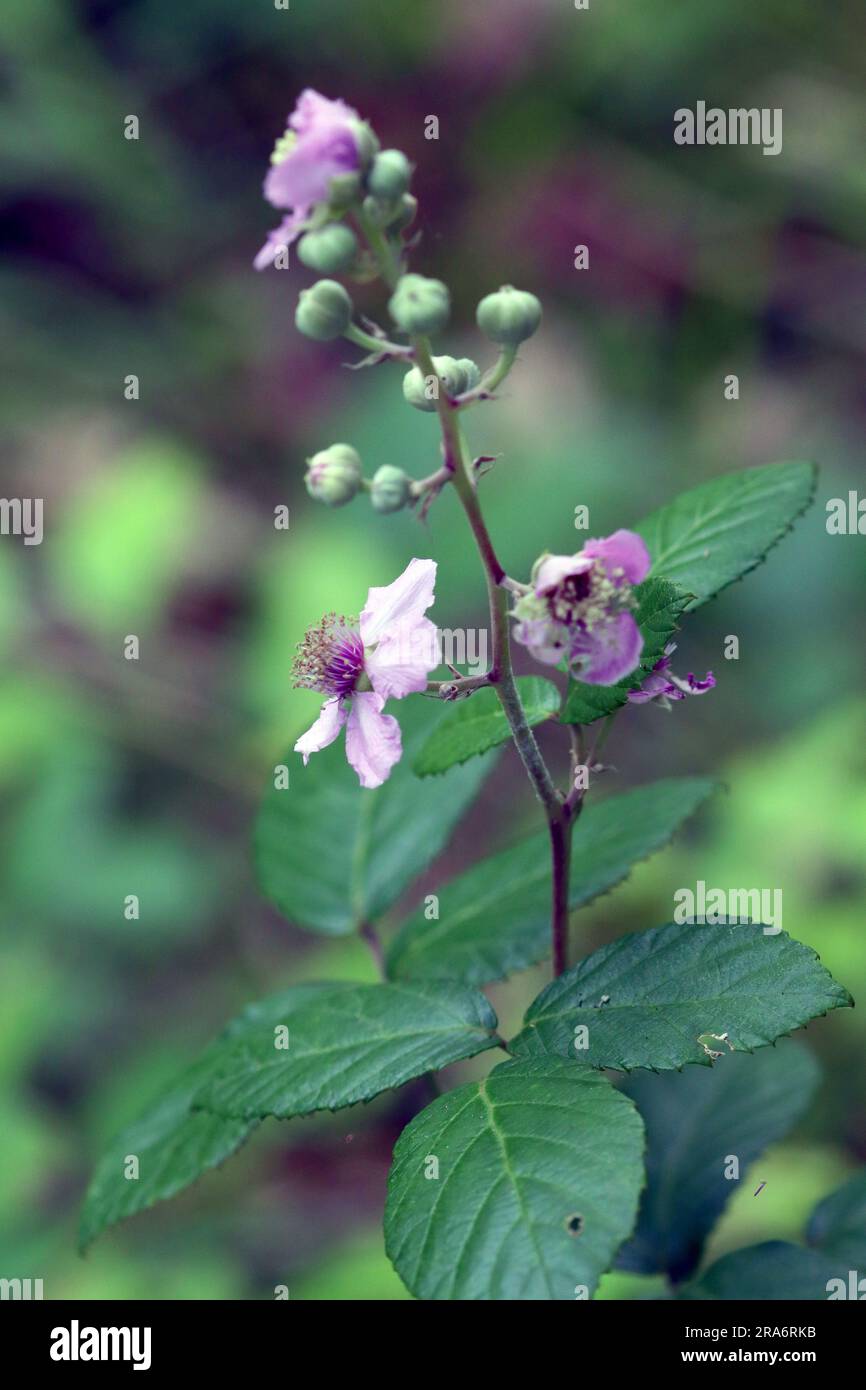 fiori e gambi di bramble Foto Stock