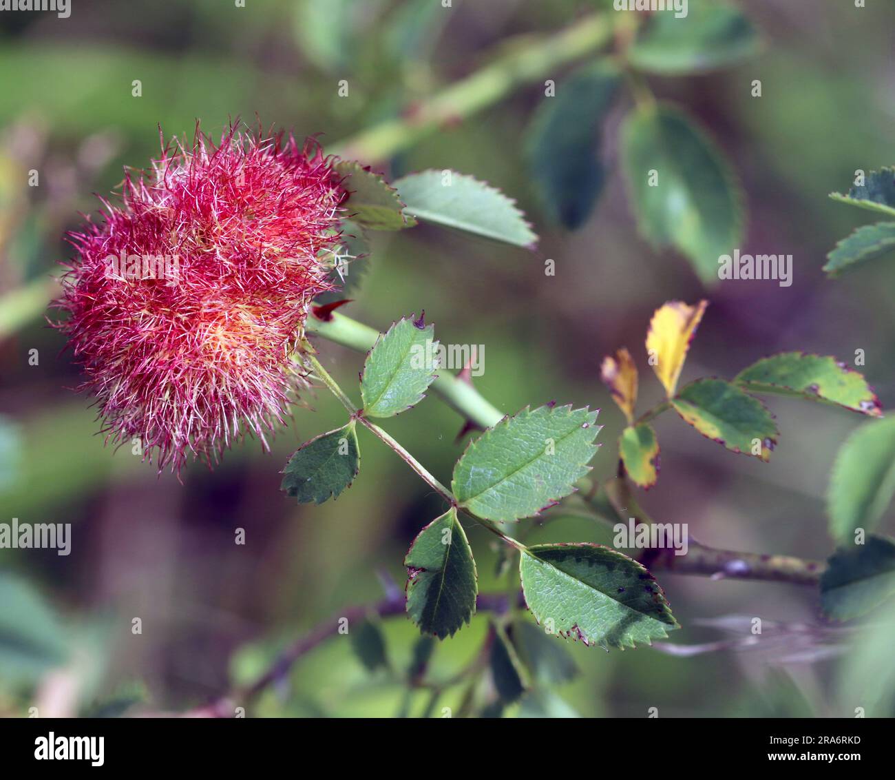 rosa gall Foto Stock
