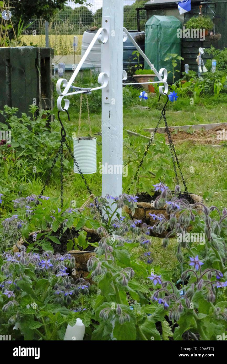 Riciclaggio all'assegnazione. Vecchio palo verniciato e appeso con cesti appesi. Anche lo stagno può essere verniciato e piantato Foto Stock