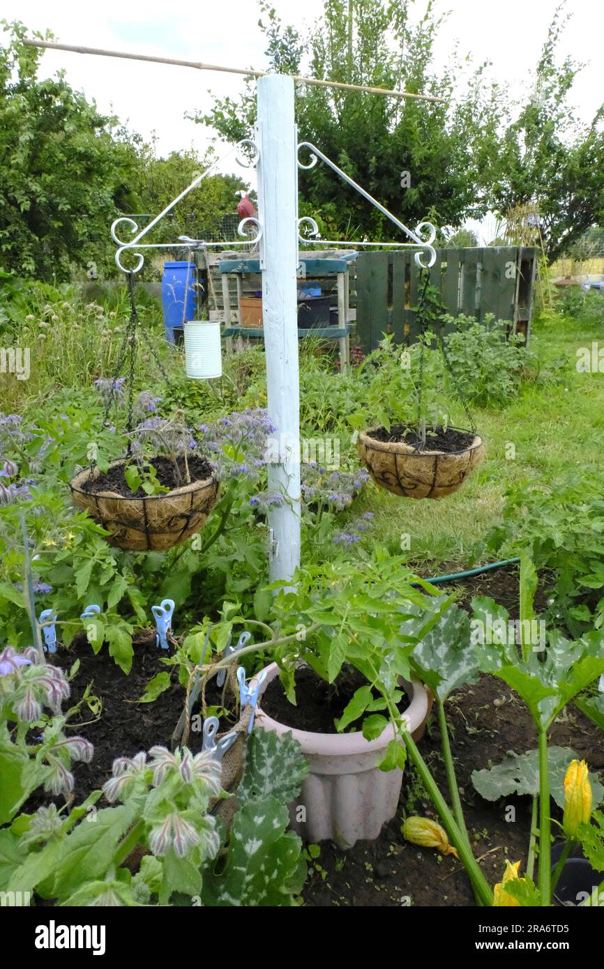 Riciclaggio all'assegnazione. Vecchio palo verniciato e appeso con cesti appesi. Anche lo stagno può essere verniciato e piantato Foto Stock