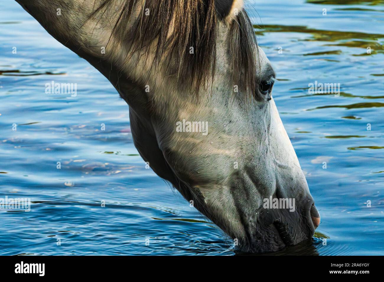 Prendi quel drink dal fiume prima che arrivino gli Arizona Heat Sets! Foto Stock