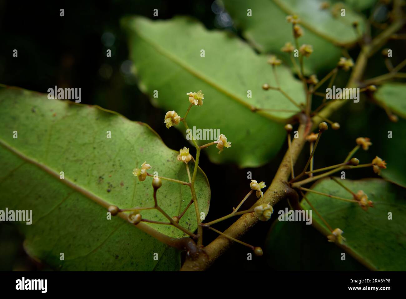 L'Amborella trichopoda è un arbusto o un piccolo albero endemico dell'isola grande Terre della nuova Caledonia nell'Oceano Pacifico, Amborellaceae, sister Group t Foto Stock