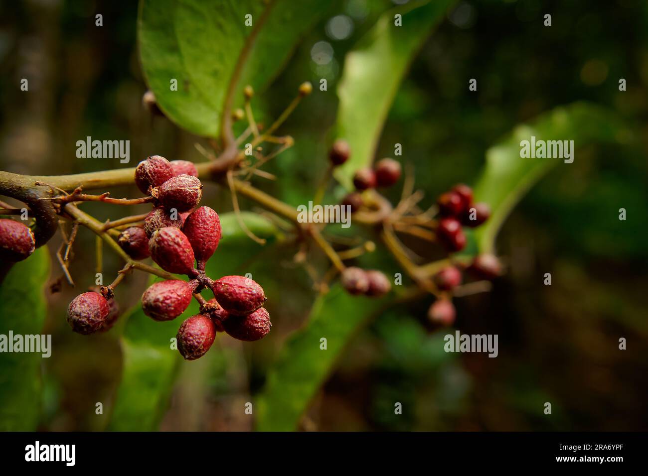 L'Amborella trichopoda è un arbusto o un piccolo albero endemico dell'isola grande Terre della nuova Caledonia nell'Oceano Pacifico, Amborellaceae, sister Group t Foto Stock