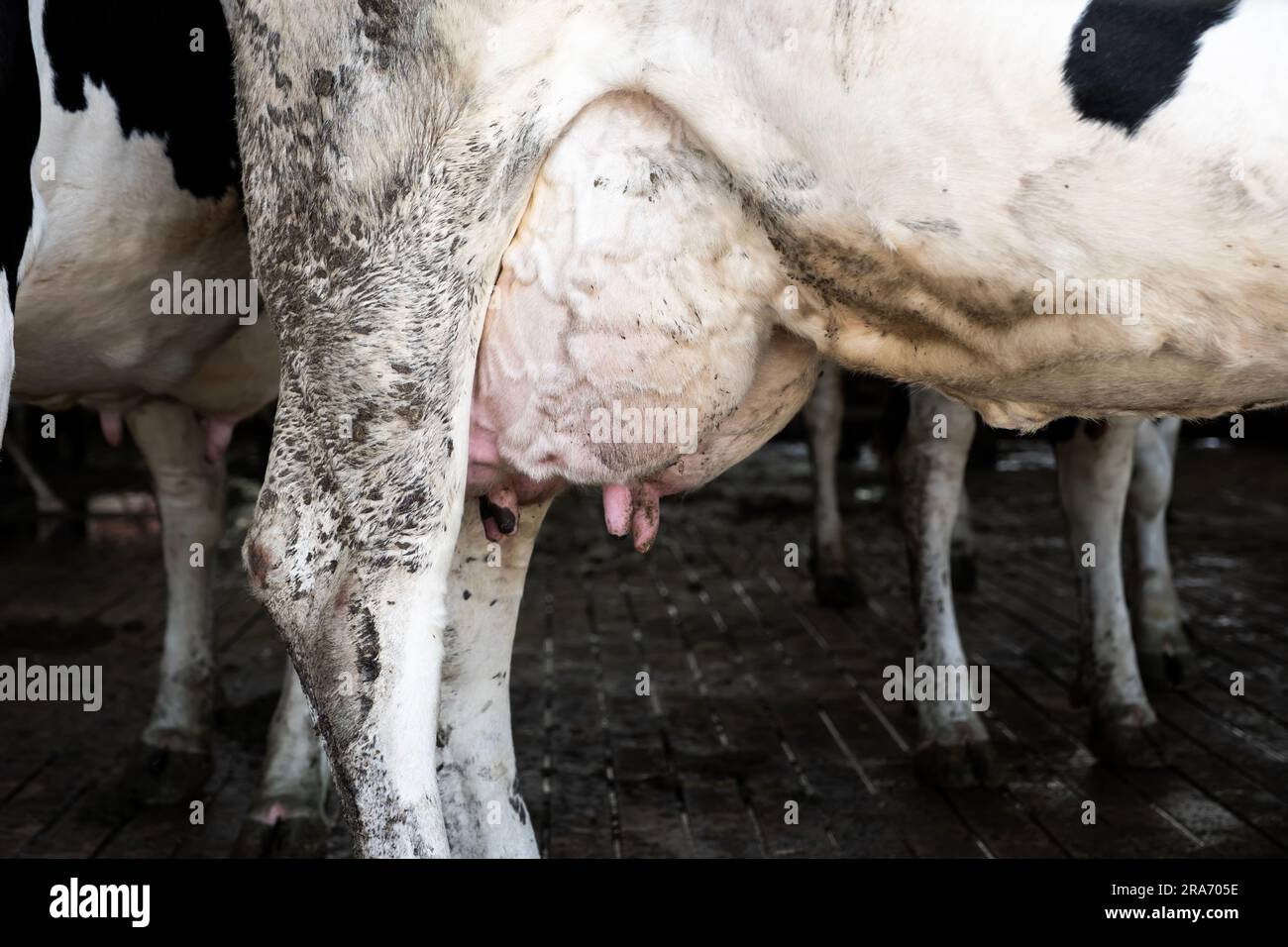 Mucca Holstein, grandi mammelle piene di latte. Primo piano sulla mammella di una mucca da latte. Farm Animal. Foto Stock