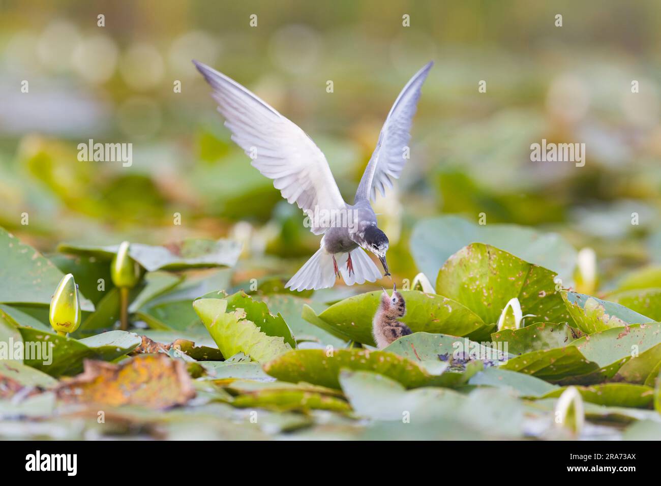 Black Tern Chlidonias niger, piumaggio estivo adulto che vola per nutrire insetti per pulcino, Delta del Danubio, Romania, giugno Foto Stock