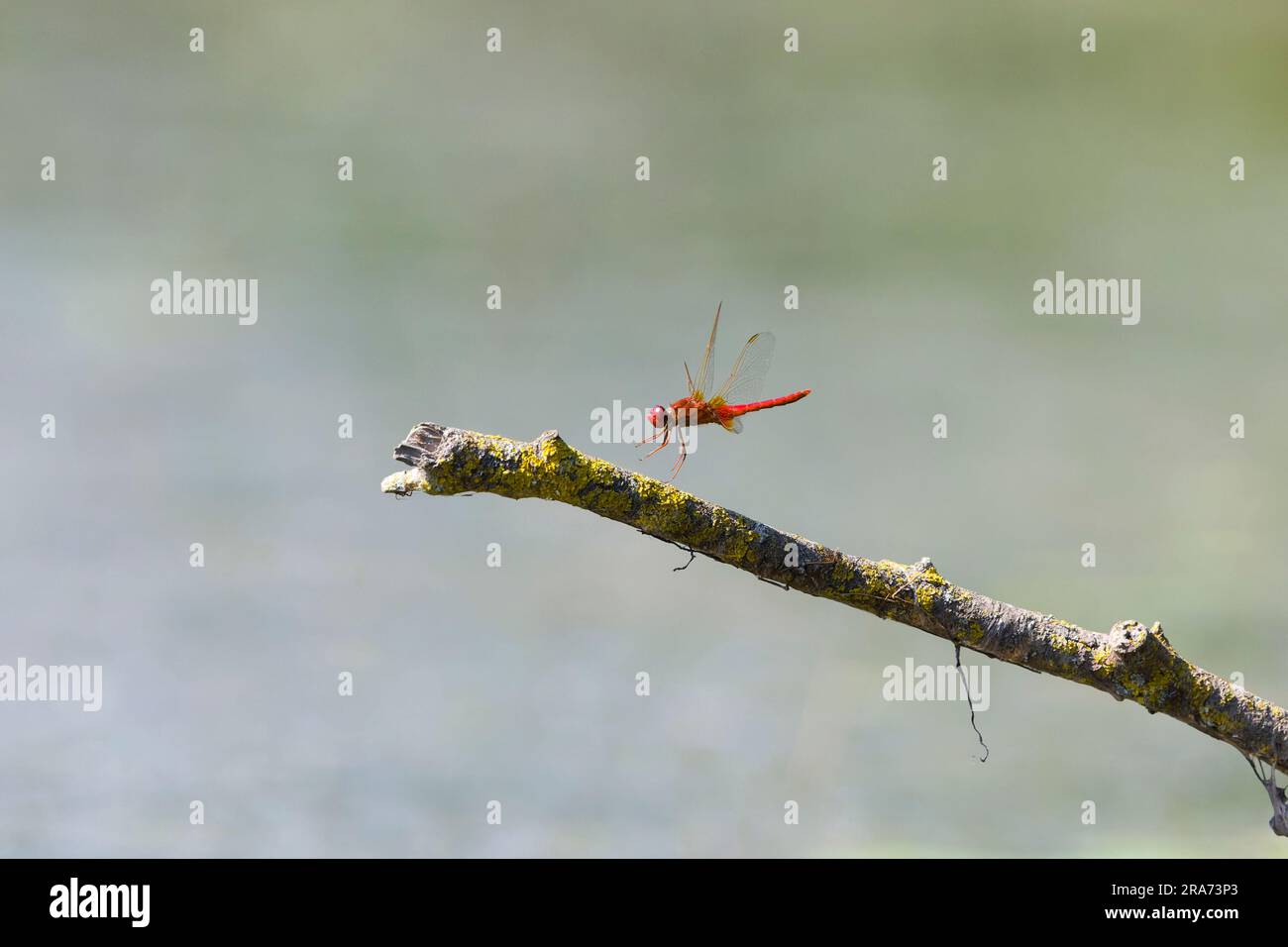 Scarlet darter Crocothemis erythraea, maschio adulto in volo, in procinto di atterrare sul ramo, Delta del Danubio, Romania, giugno Foto Stock