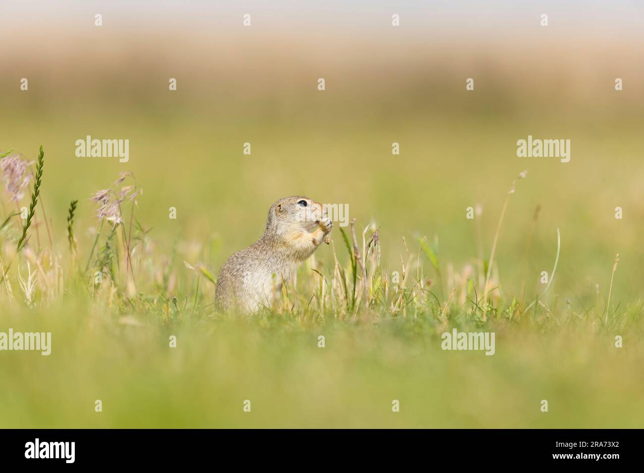 European souslik Spermophilus citellus, alimentazione per adulti, Macin, Romania, giugno Foto Stock