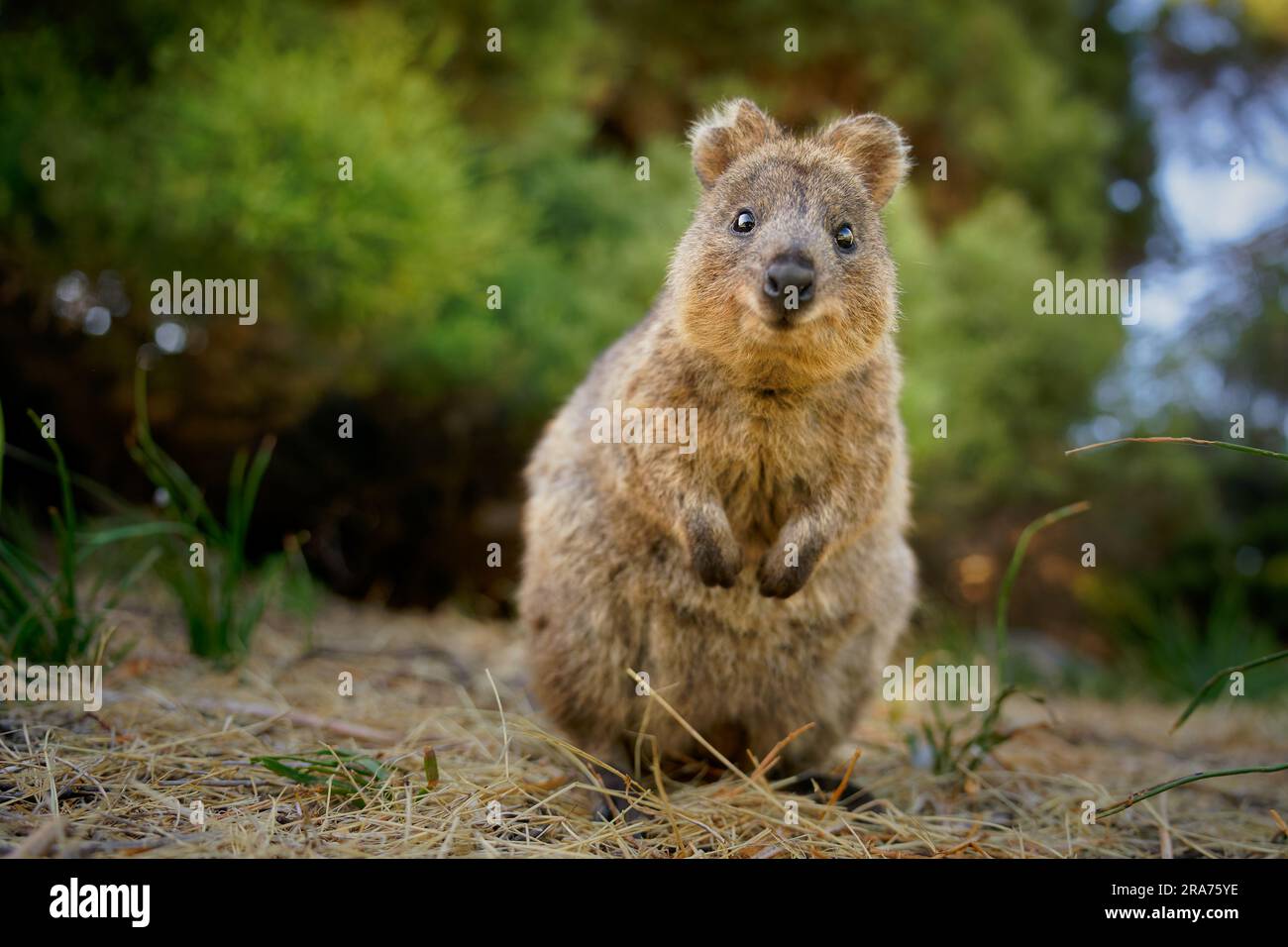 Quokka - Setonix brachyurus piccolo macropod dimensioni di gatto domestico, come marsupiali canguro e wallaby è erbivoro e principalmente notturno, isl più piccolo Foto Stock