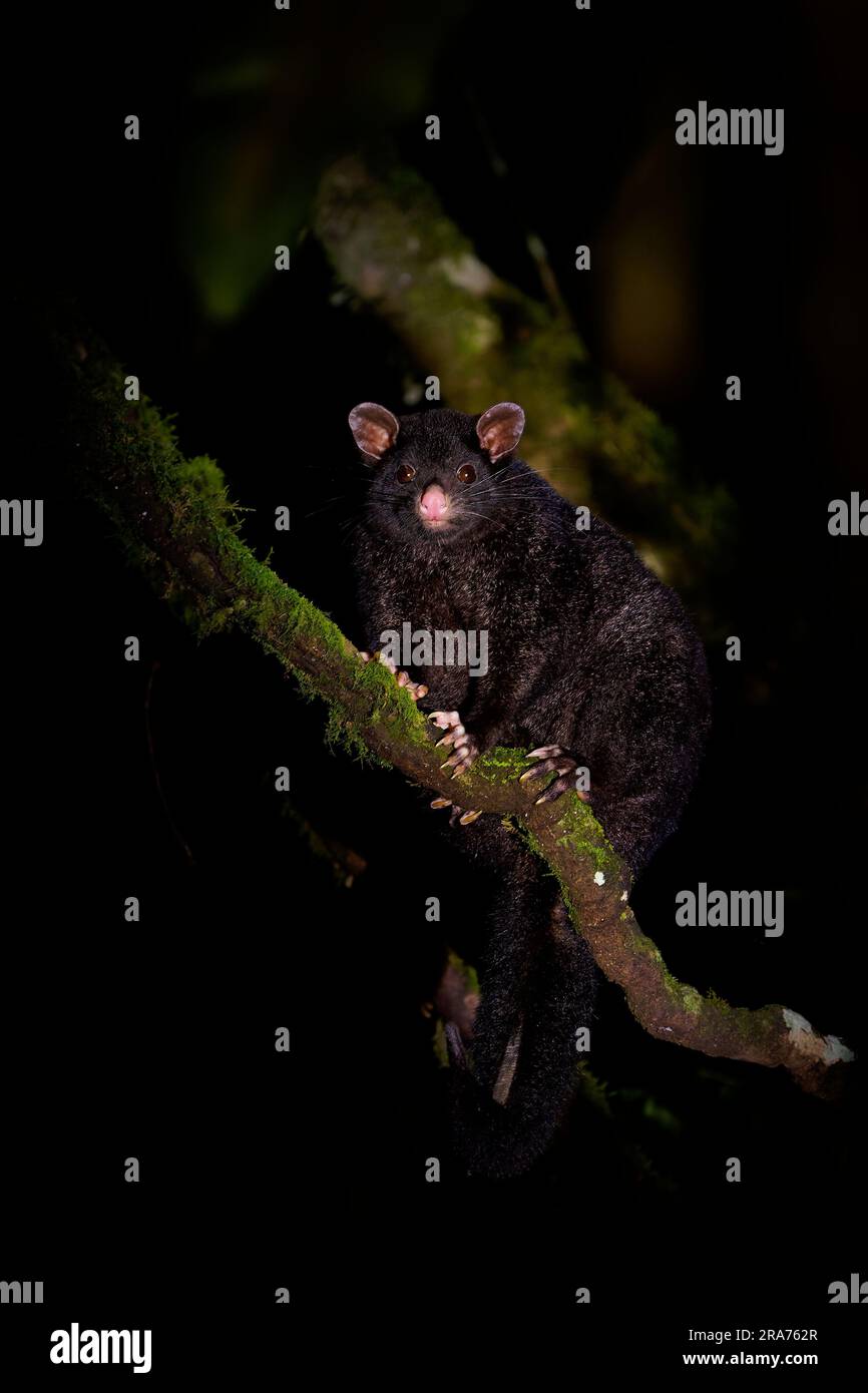 Opossum dalle orecchie corte -Trichosurus caninus marsupiale notturno in Phalangeridae endemico dell'Australia, chiamato anche opossum di coda di rondine di montagna o pelliccia di Bobuck Foto Stock