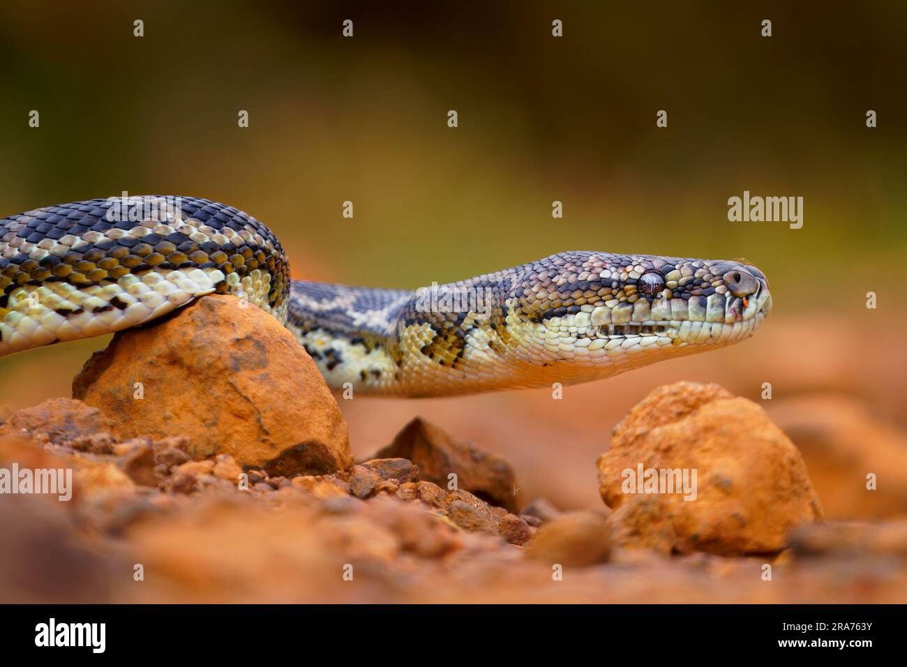 Tappeto Python - Morelia spilota Grande serpente di Pythonidae trovato in Australia, Nuova Guinea, Arcipelago di Bismarck e le Isole Salomone settentrionali. Serpente Foto Stock