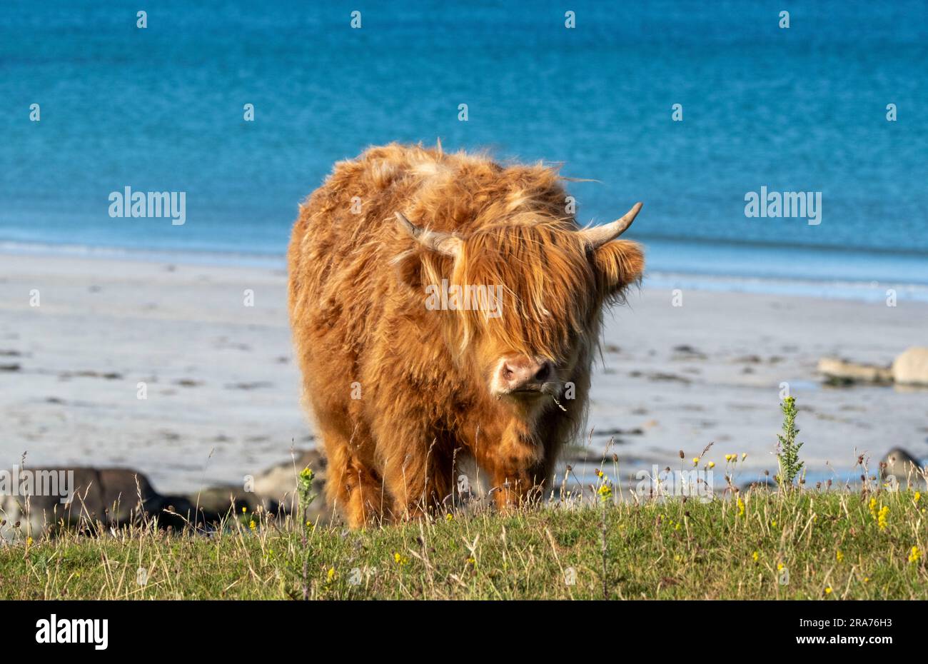Bestiame delle Highland che pascolano a Machair, Isola di Tiree, Scozia Foto Stock