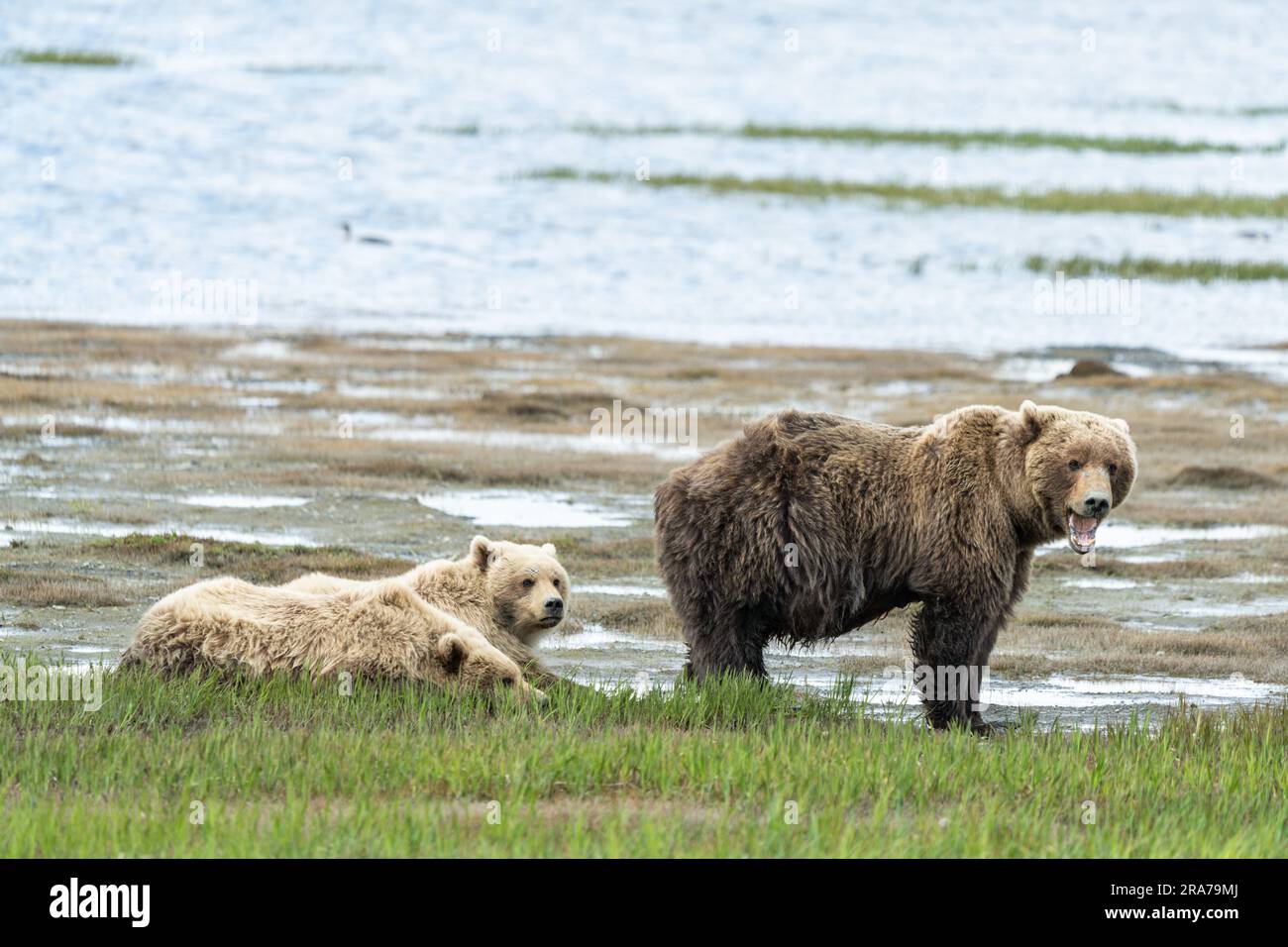 Due orsi bruni si riposano mentre la loro madre osserva l'erba del fondale presso il remoto McNeil River Wildlife Refuge, il 18 giugno 2023, sulla penisola di Katmai, Alaska. Il sito remoto è accessibile solo con un permesso speciale e contiene la più grande popolazione stagionale di orsi bruni del mondo. Foto Stock