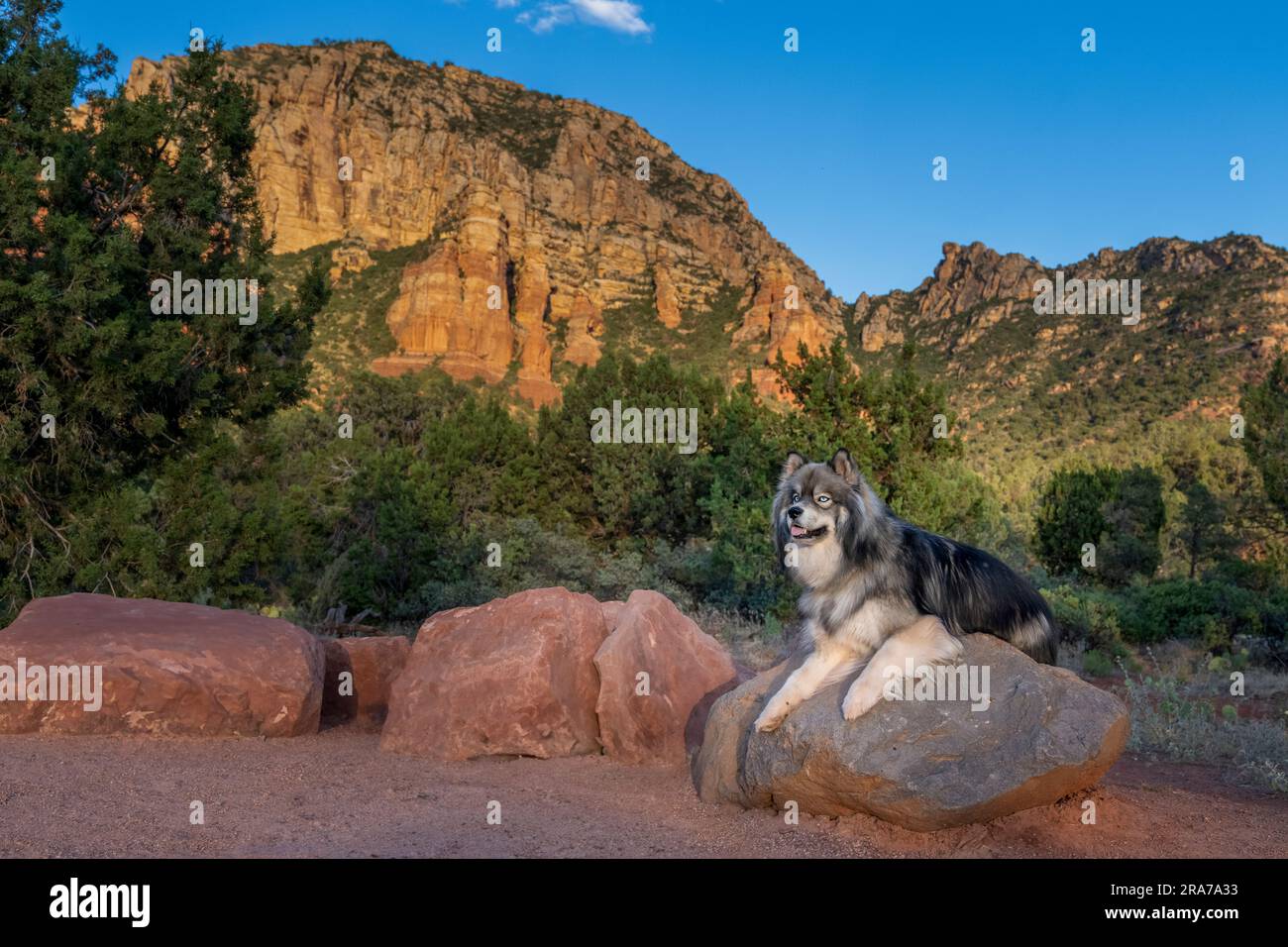 Husky su una roccia al tramonto a Sedona, Arizona Foto Stock