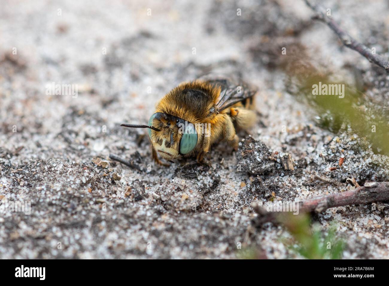 Piccola ape floreale (ape floreale dagli occhi verdi - Anthophora bimaculata) nella sua tana nella sabbia di Thursley Common, Surrey, Regno Unito Foto Stock