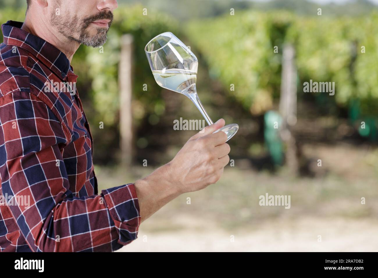 uomo che beve vino in vigna il giorno di sole Foto Stock