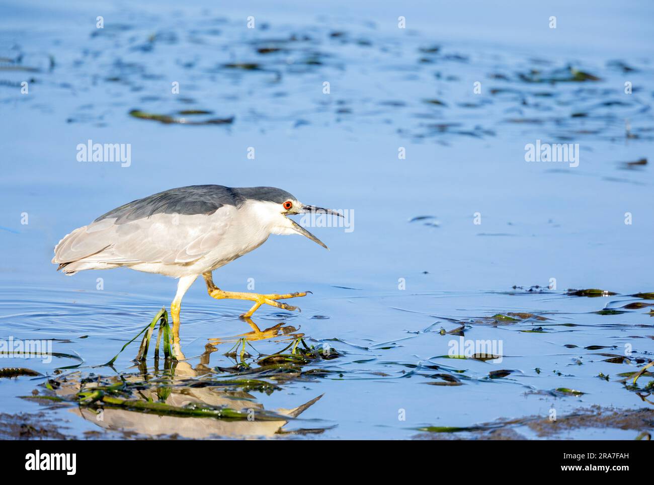 Heron notturno con corona nera che cammina in acqua Foto Stock