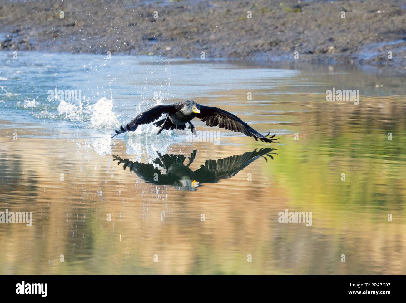Cormorant a doppia cresta che decolla dalla fotocamera Foto Stock