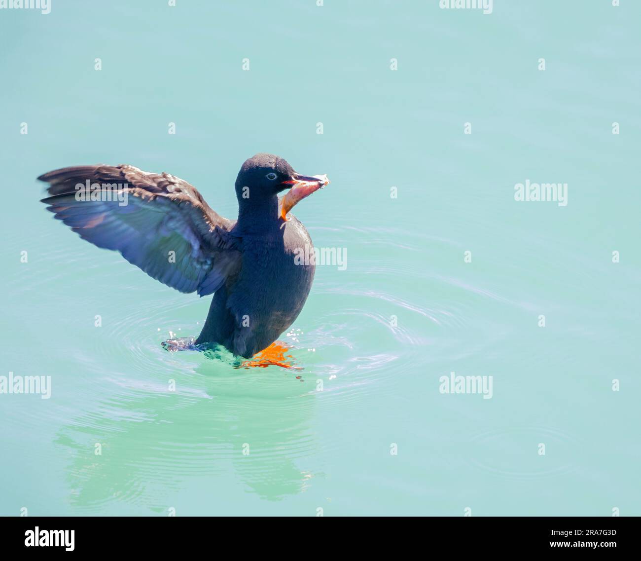 Pigeon Guillemot che batte le ali e tiene in mano i pesci Foto Stock
