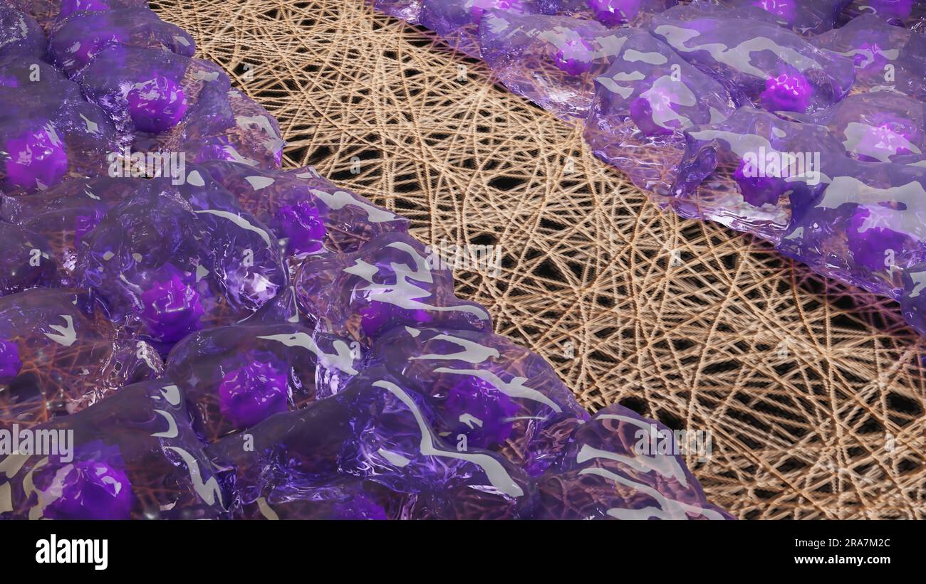 Rigenerazione dinamica, guarigione delle fratture, Callus fibrocartilagineo, osteoblastogenesi, formazione e guarigione ossea, processo di ossificazione, tessuto cicatriziale, Foto Stock