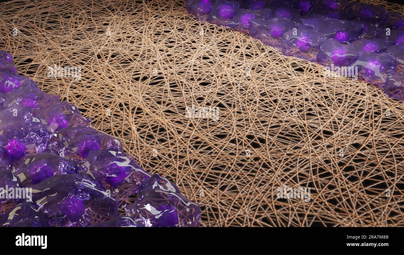Rigenerazione dinamica, guarigione delle fratture, Callus fibrocartilagineo, osteoblastogenesi, formazione e guarigione ossea, processo di ossificazione, tessuto cicatriziale, Foto Stock