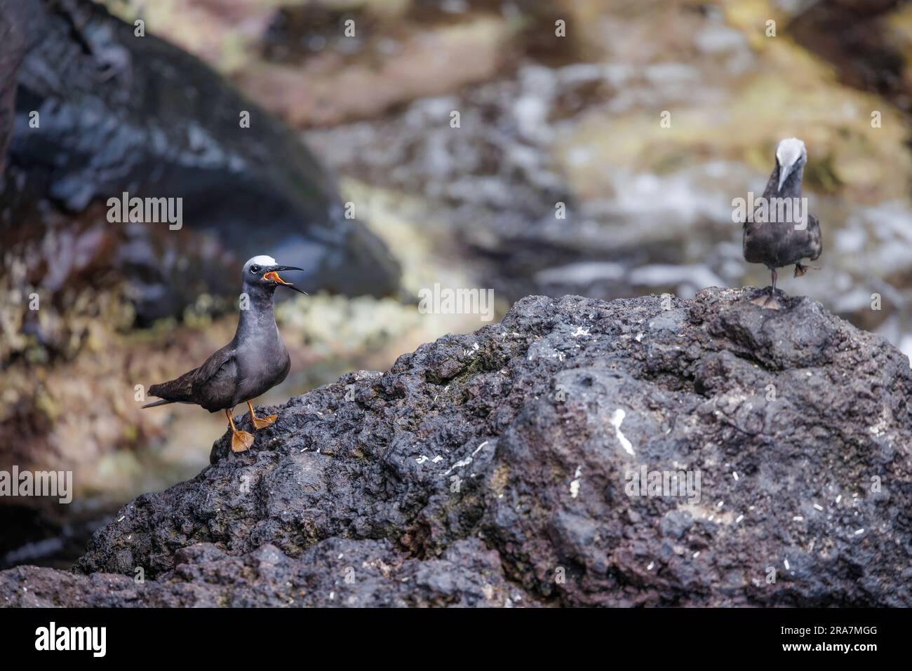 Lanterne nere noddy, Anous minutus, su una roccia nell'oceano Pacifico al largo dell'isola di Maui, Hawaii. Chiamati Noio in hawaiano, sono una sottospecifica endemica Foto Stock