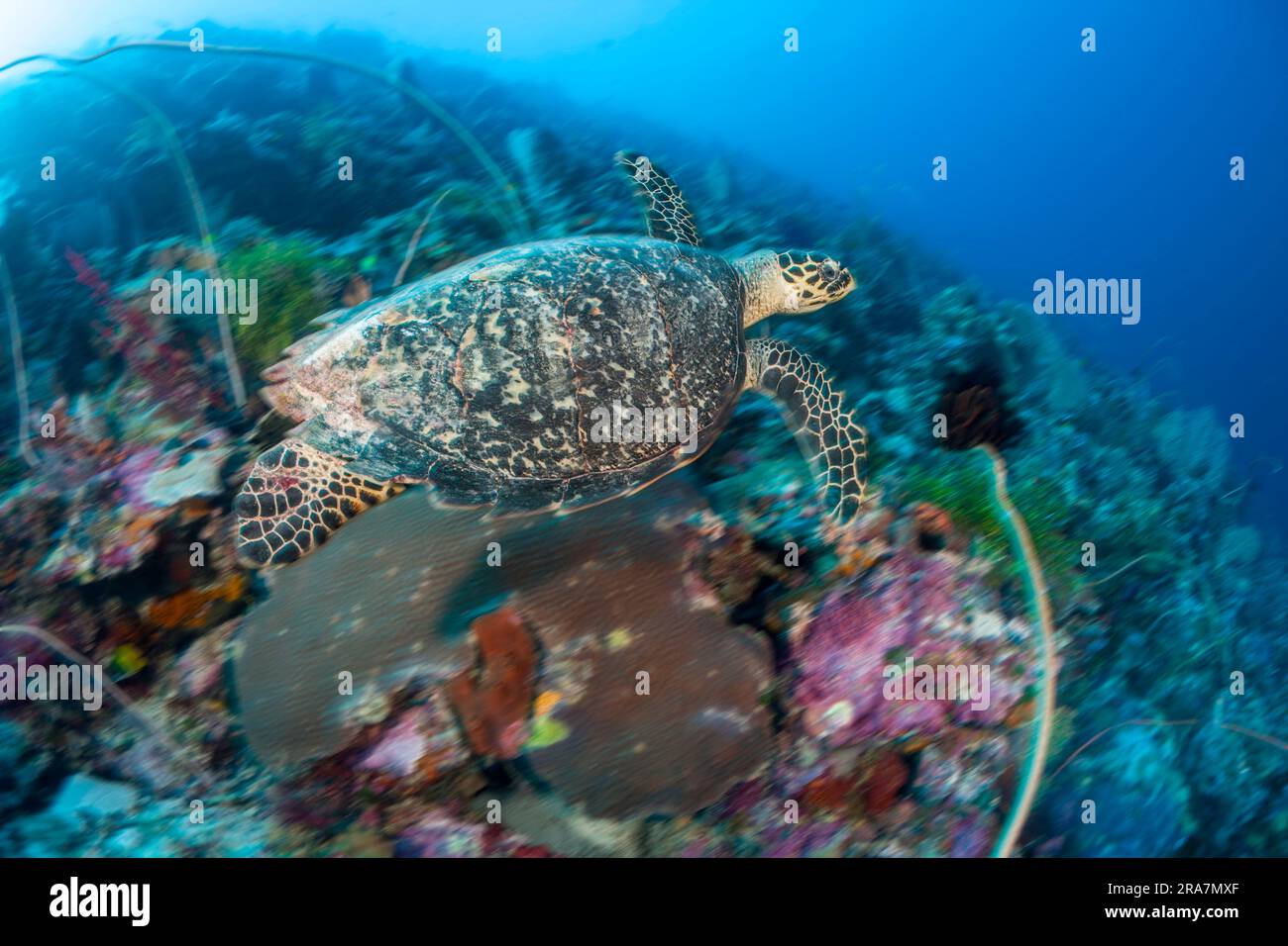 Un'immagine sfocata del movimento di una tartaruga falco, Eretmochelys imbricata, una specie in via di estinzione, su una barriera corallina indonesiana. Foto Stock