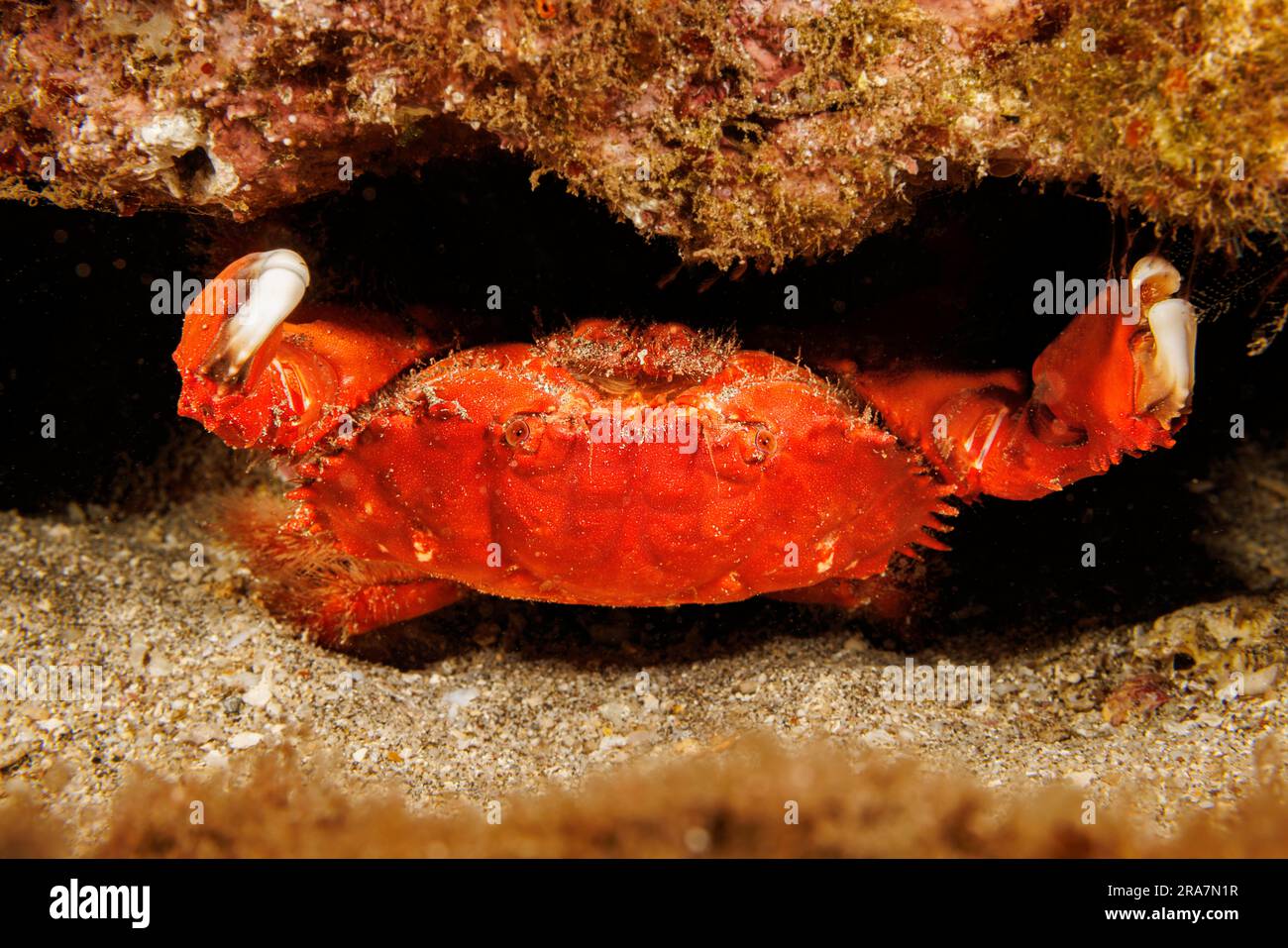 Lo splendido granchio di ciottoli, Etisus splendidus, è anche conosciuto come lo splendido granchio corallino spooner e lo splendido granchio rotondo rosso, Hawaii. Foto Stock