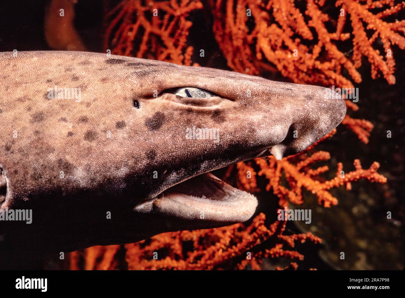 Questo squalo gonfio, Ciphaloscyllium sp? Fu allevato da 600 metri in una trappola progettata per catturare nautilus, Indonesia. Foto Stock