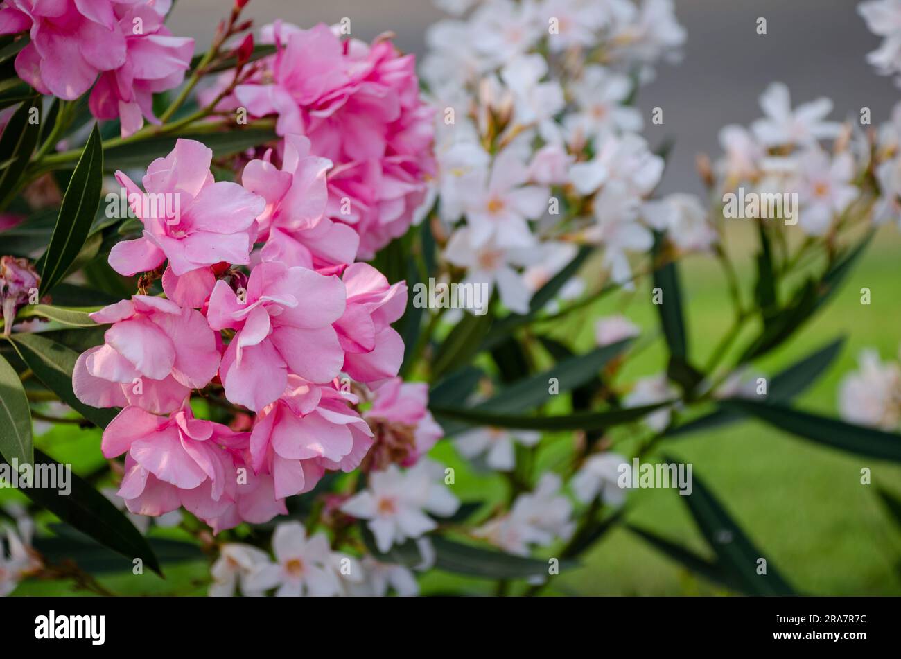 Primo piano di fiori su piante dallo sfondo sfocato, catturando la bellezza della natura in modo sognante e artistico Foto Stock