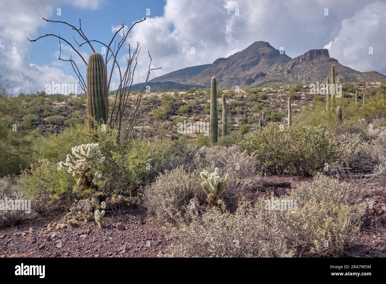 Vista attraverso la macchia e i cactus, tra cui saguaro, cholla e ocotillo, fino al Monte degli Elefanti. Spur Cross Ranch Conservation area Foto Stock