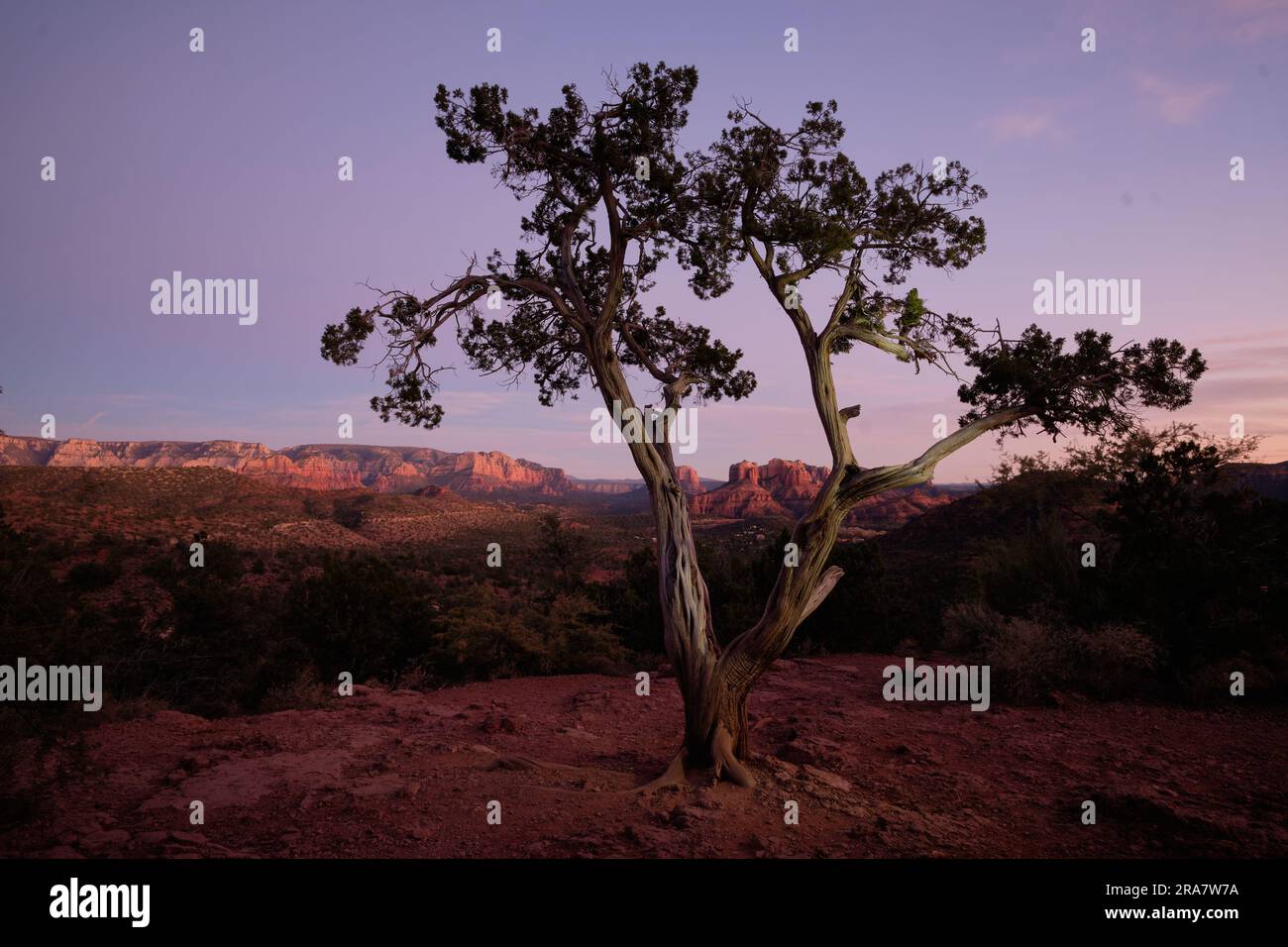 Con l'impressionante albero a forma di V in primo piano, vediamo le famose rocce rosse di Sedona, tra cui Cathedral Rock, che brillano di rosso negli ultimi raggi del bellissimo tramonto Foto Stock