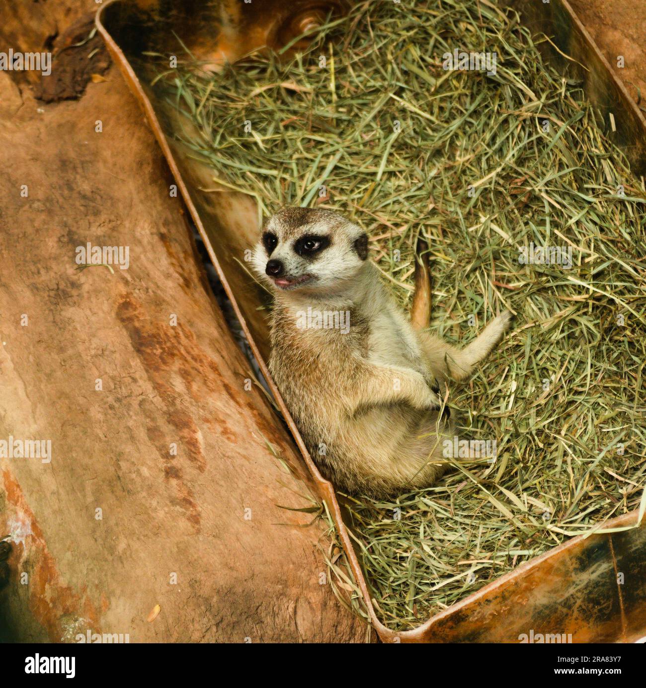 Meerkat (Suricata suricatta), genere Suricata, Phylum Chordata, Class Mammalia, AREALE DELL'Africa australe Foto Stock