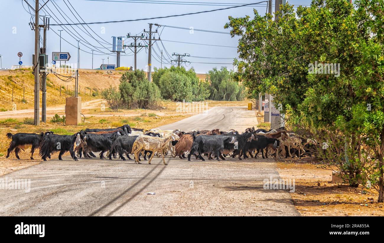 Segui il leader - pecore che attraversa la strada Foto Stock