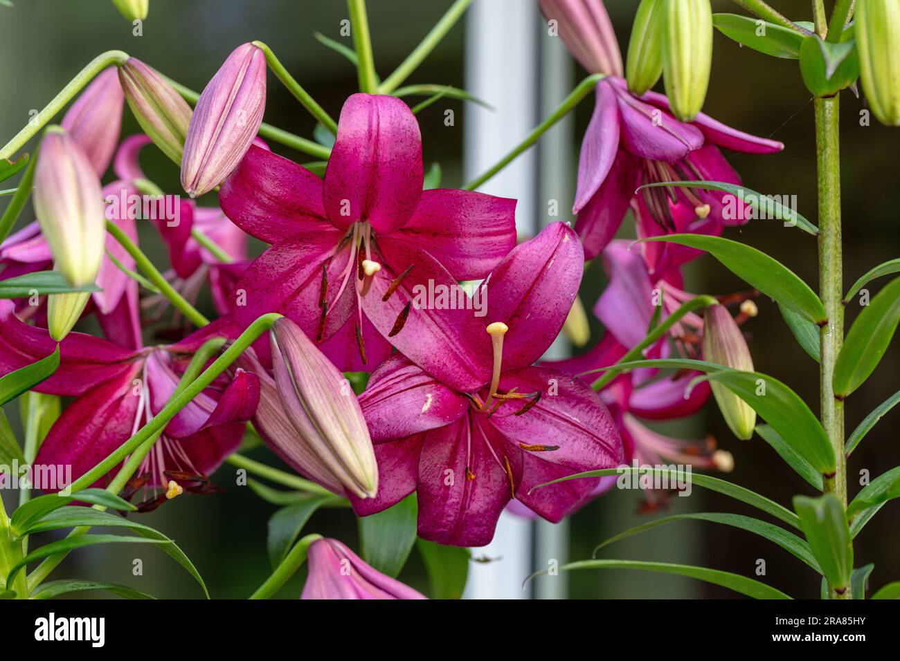 Giglio di marmo viola, Lilja (Lilium longiflorum Hybrid) Foto Stock