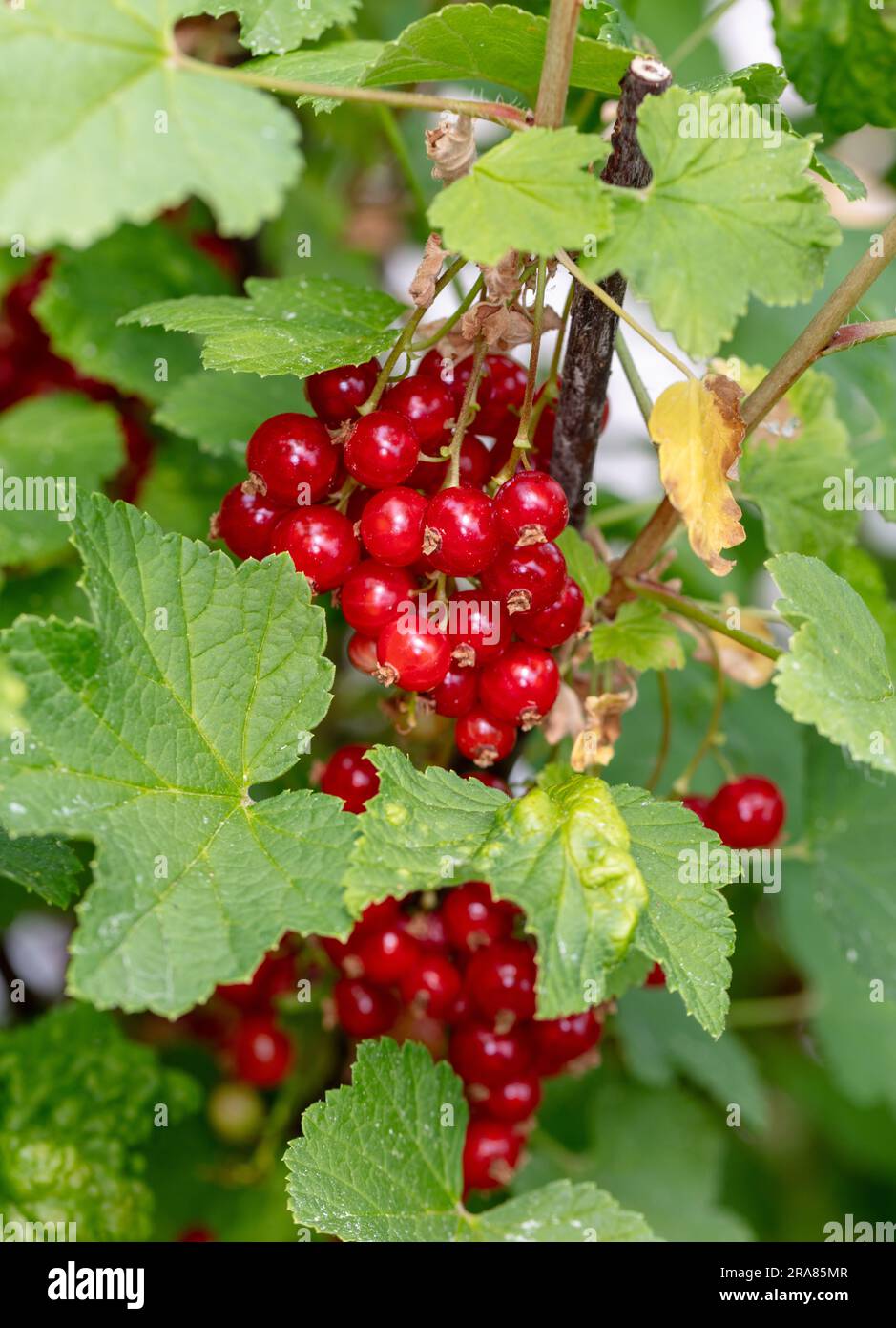 "Jonkheer van Tets' ribes, Röd vinbär (Ribes rubrum) Foto Stock
