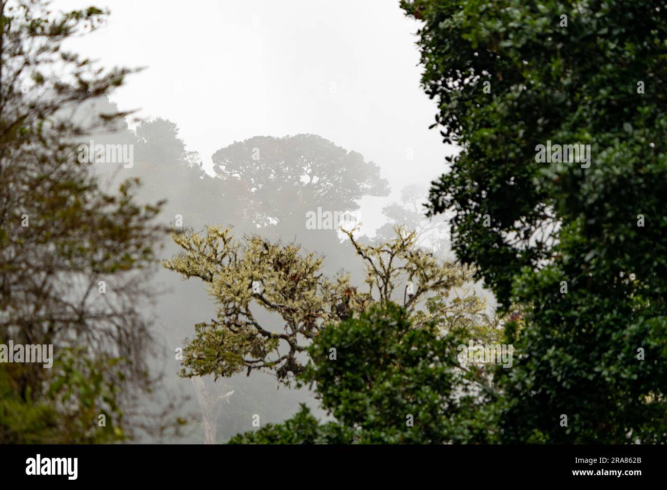 Alberi di quercia della foresta mistica e mistica delle nuvole nel Parco nazionale Los Quetzales in Costa Rica Foto Stock