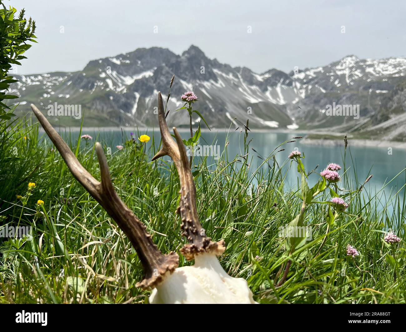 Roe buck antler nelle alte montagne del Montafon (Lago Lünersee, Vorarlberg). Foto Stock