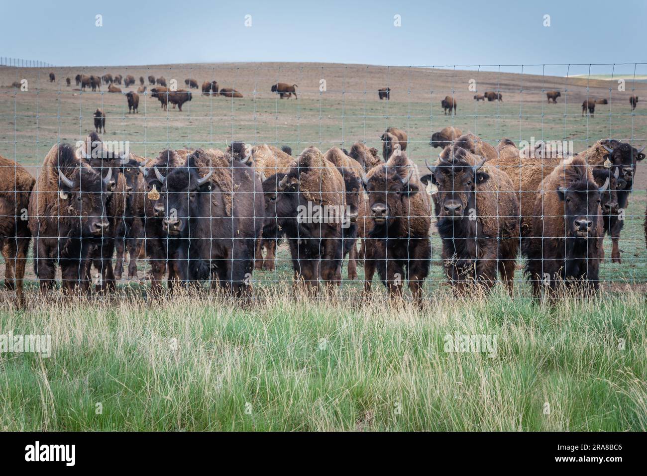 Una mandria di bisonti di pianura che pascolano in un pascolo nel Saskatchewan, Canada Foto Stock