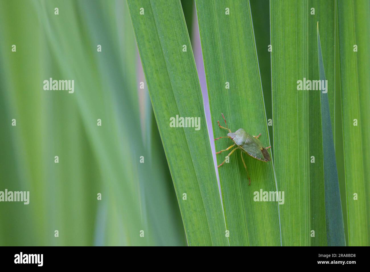 Insetto di scudo verde comune (Palomena prasina) sugli steli dell'iride Foto Stock