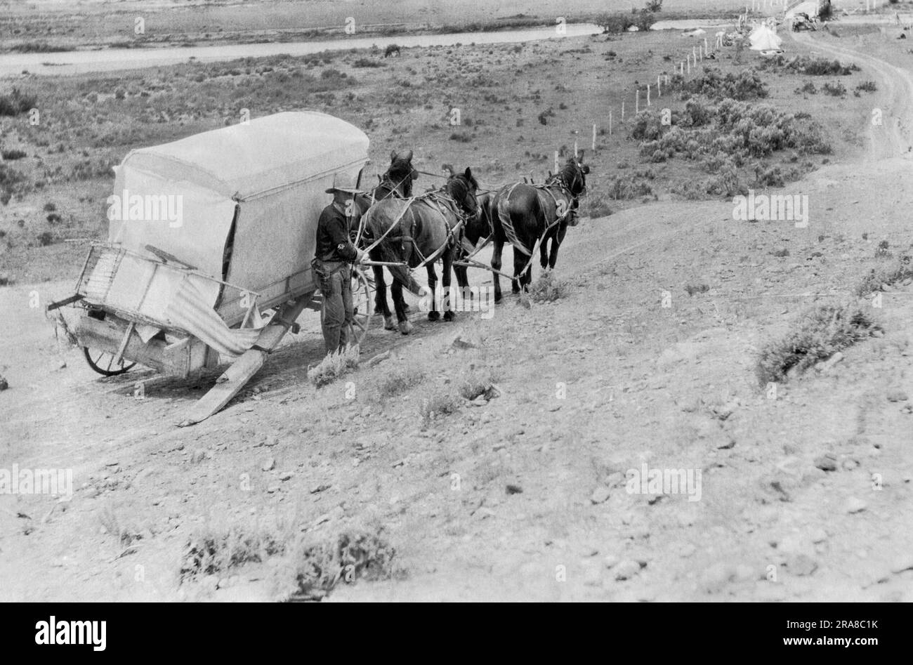 American West: c. 1900 Un cowboy che cerca di ottenere un carro con un asse rotto a casa usando una tavola come pattino per trascinare il carro insieme a quattro cavalli. Foto Stock
