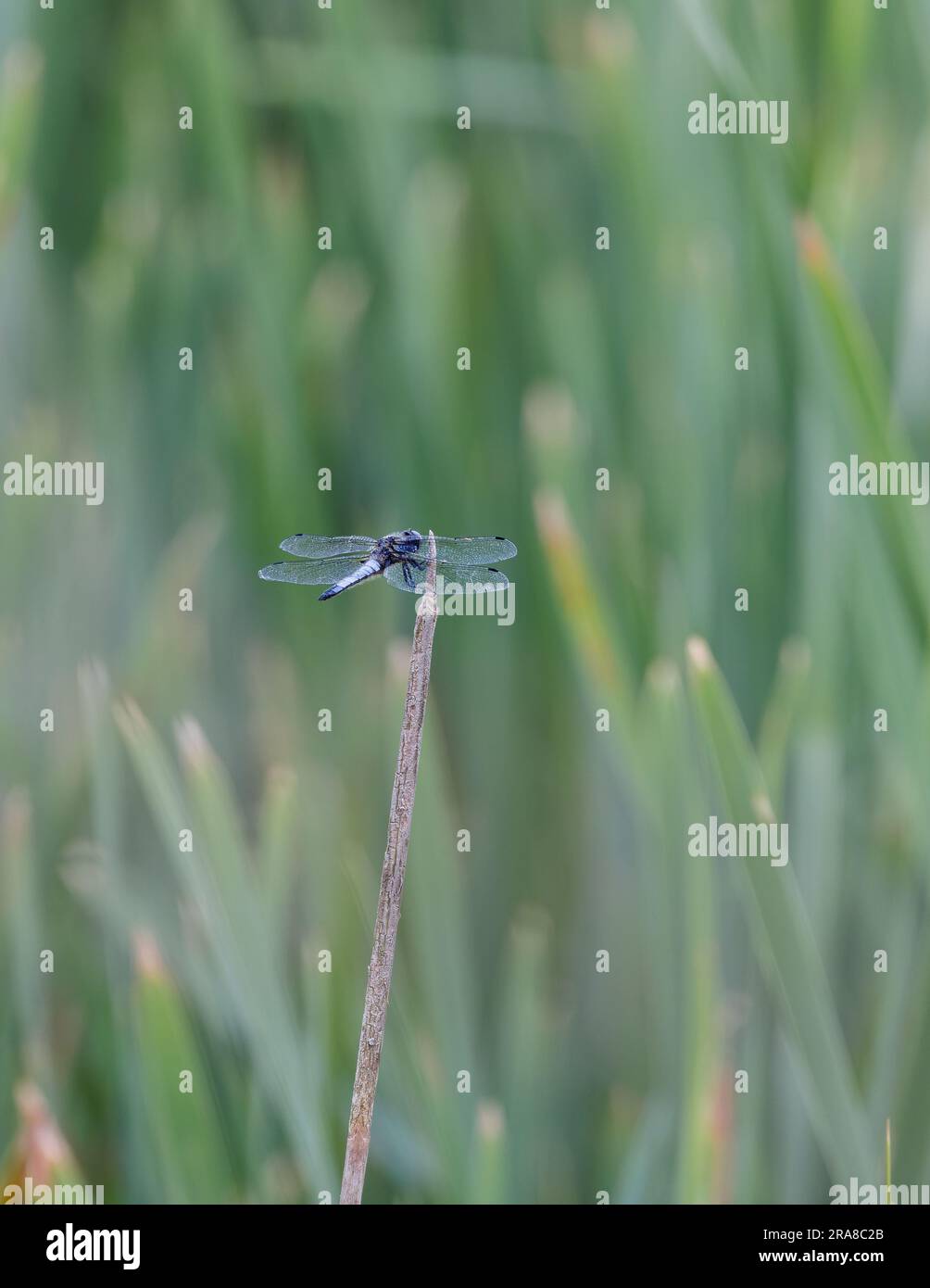 Scarce Chaser Dragonfly [ Libellula fulva ] su gambo di canna nel Somerset, Regno Unito Foto Stock