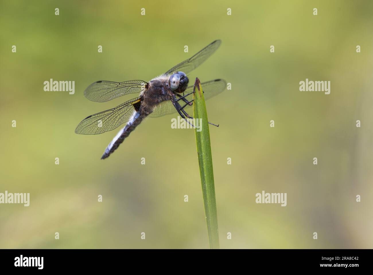 Maschio scarso Chaser Dragonfly [ Libellula fulva ] su stelo di erba, Somerset, Regno Unito Foto Stock