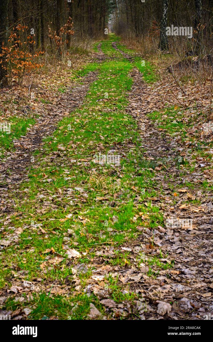 Lascia il sentiero coperto della foresta sul sentiero segnato dei nidi delle Aquile nel voivodato della Slesia, Polonia. Foto Stock