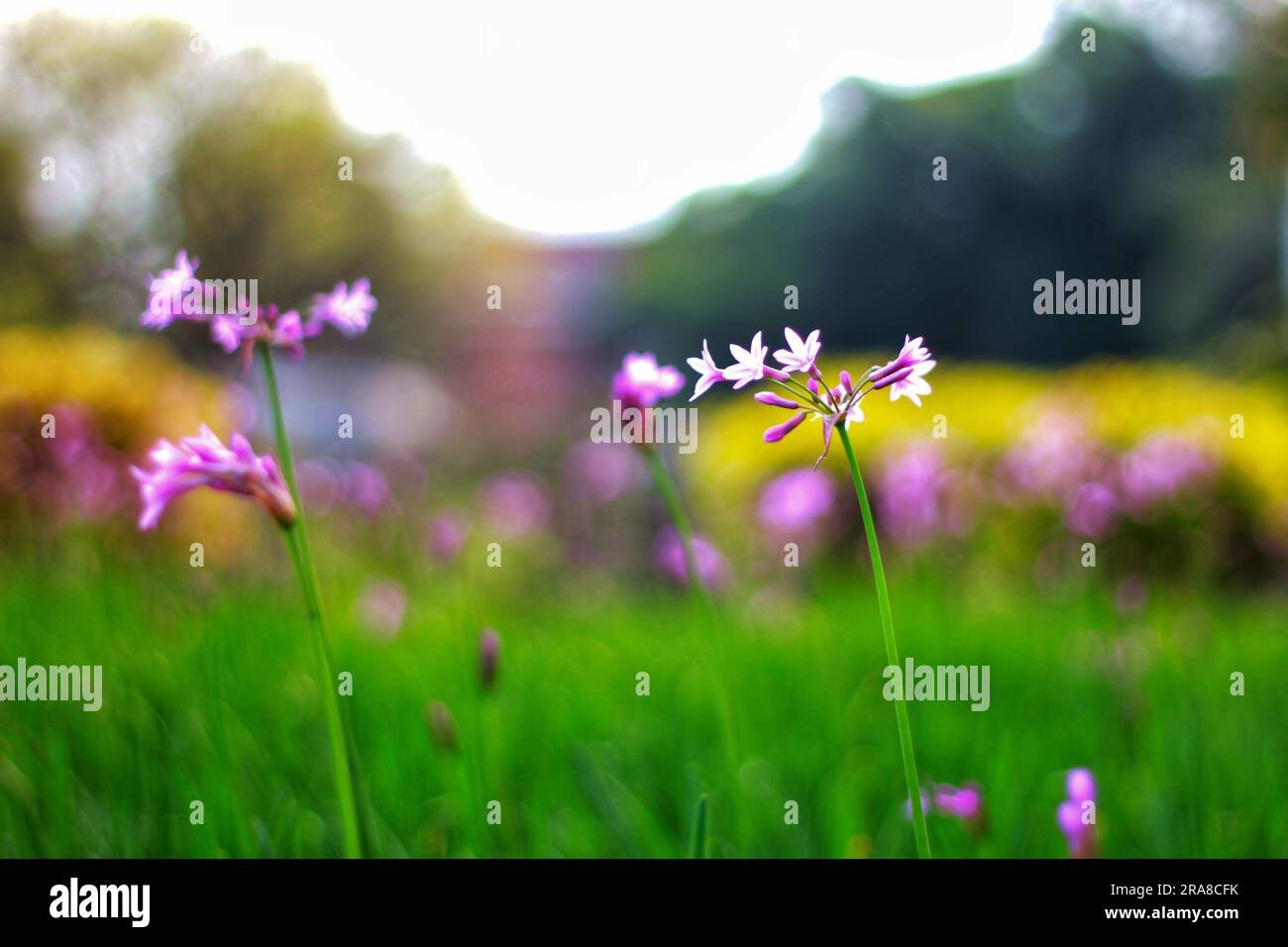 Scopri un'affascinante esposizione di vari fiori, ognuno con forme uniche e colori vivaci, crogiolandoti nel caldo abbraccio della luce del sole all'aperto Foto Stock