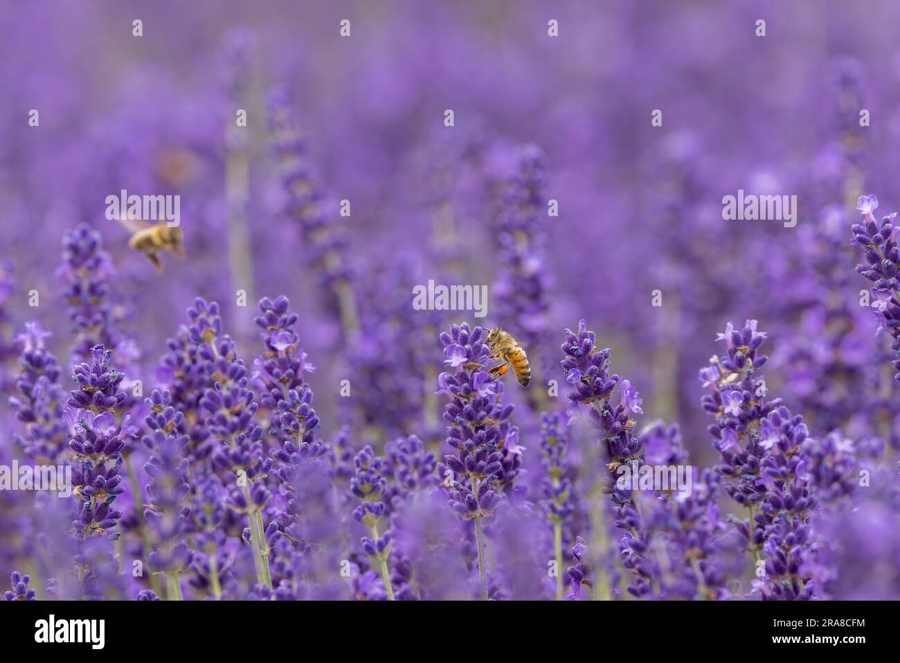 Ape miele [ Apis mellifera ] sui fiori di lavanda Foto Stock