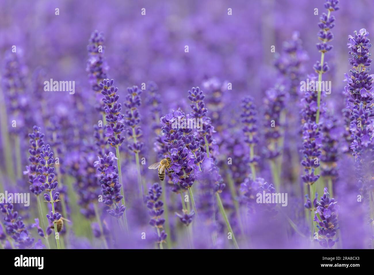 Ape miele [ Apis mellifera ] sui fiori di lavanda Foto Stock