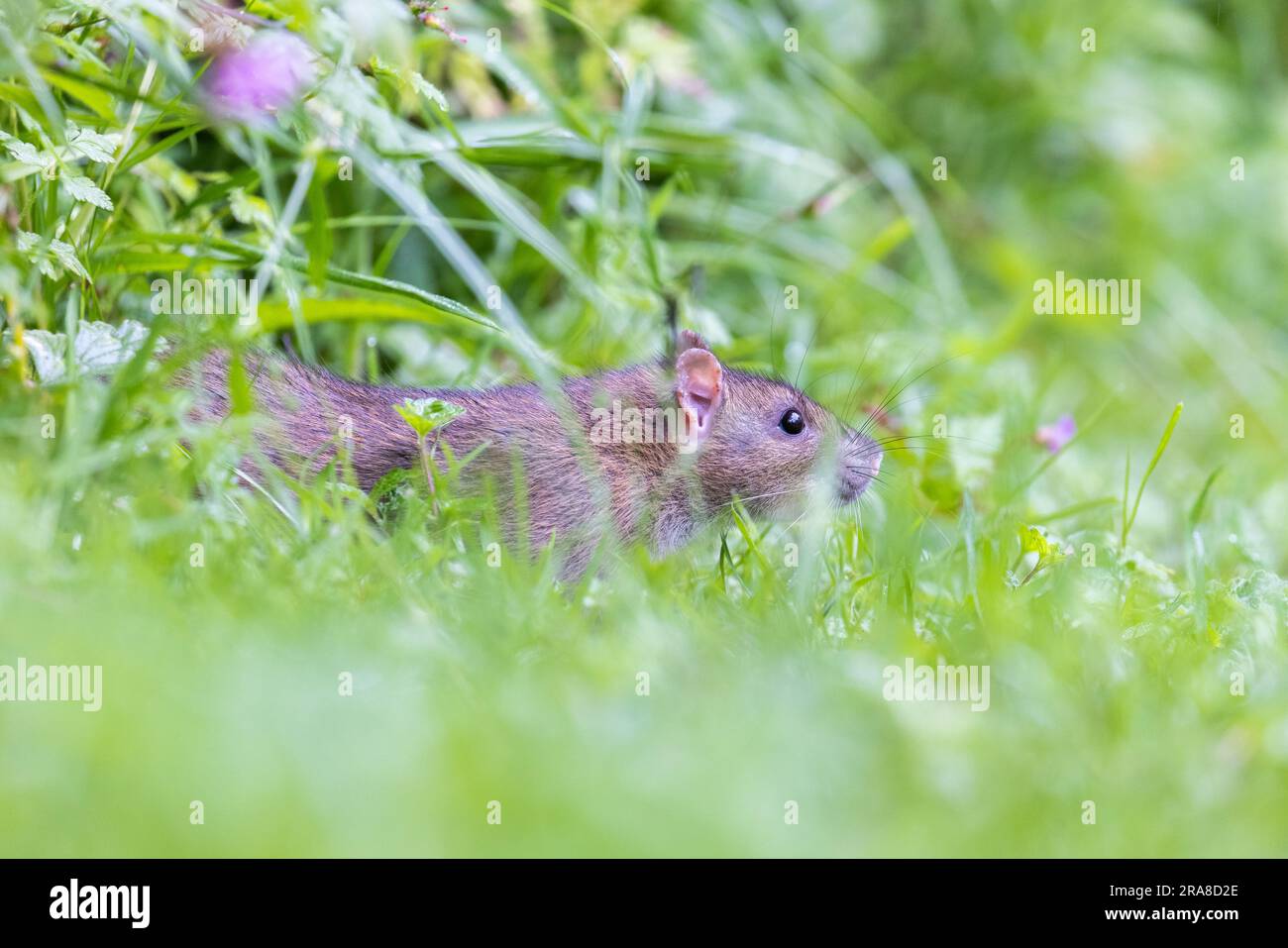 Ratto bruno [ Rattus norvegicus ] in erba lunga Foto Stock