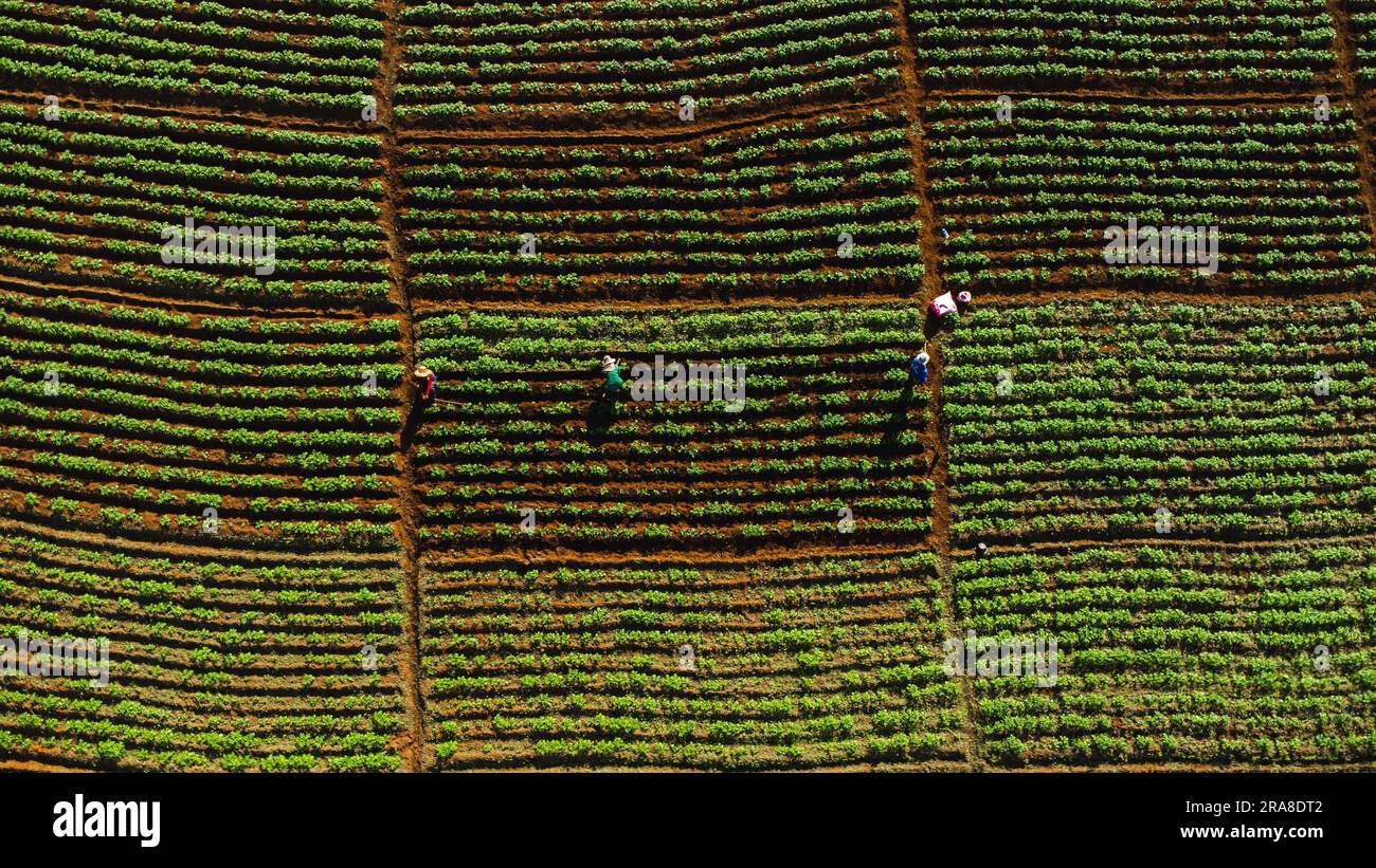 Vista aerea degli agricoltori che lavorano in un campo cinese di cavoli o in una fattoria di fragole, campi di piante agricole con colline di montagna in Asia. Azienda agricola di verdure Foto Stock
