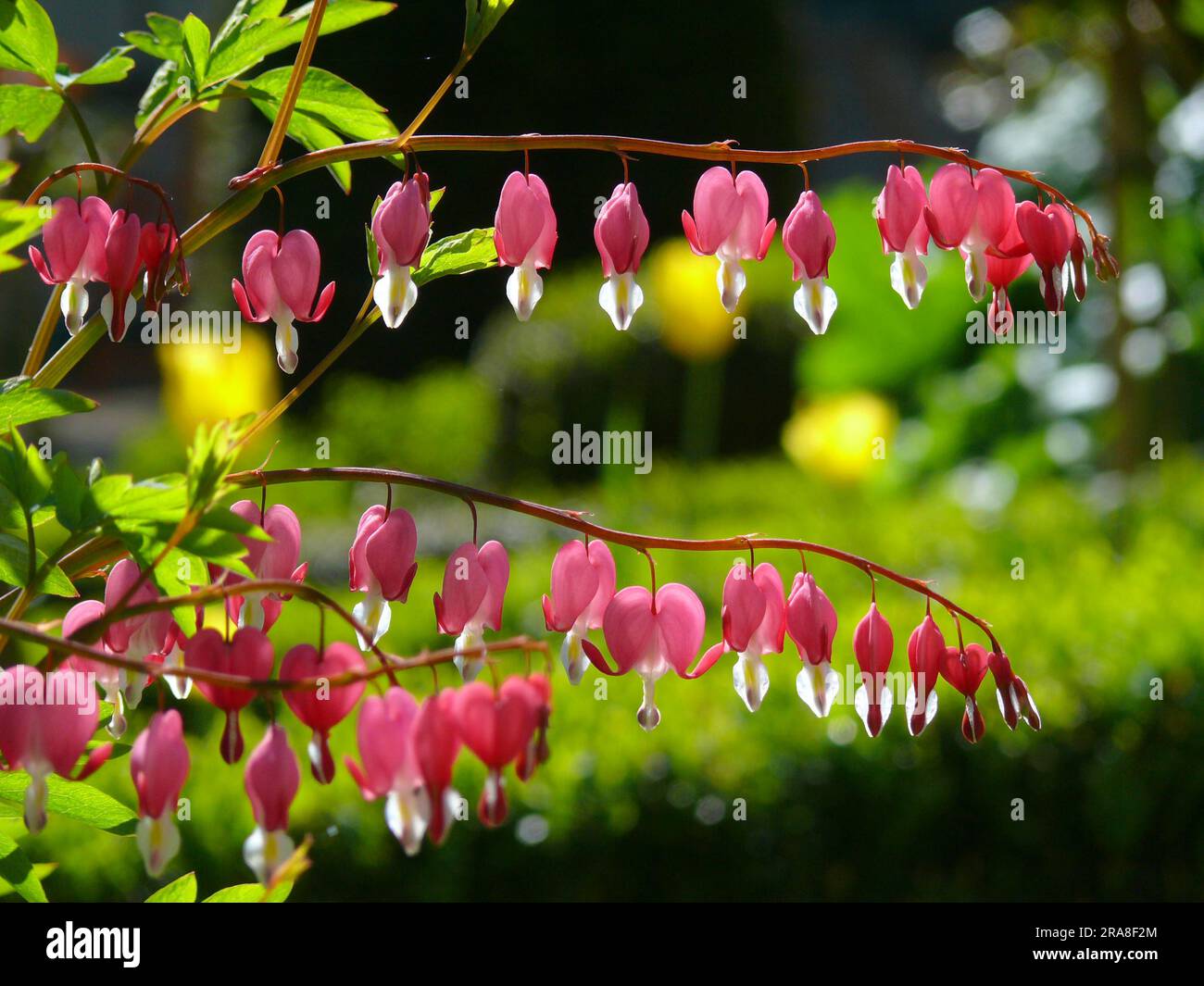 Lacrimazione cardiaca, sanguinamento del cuore (Dicentra), sanguinamento del cuore, falso cuore, battito cardiaco, Cuore volante, cuore rotto, cuore della donna, cuore di Maria, cuore Foto Stock